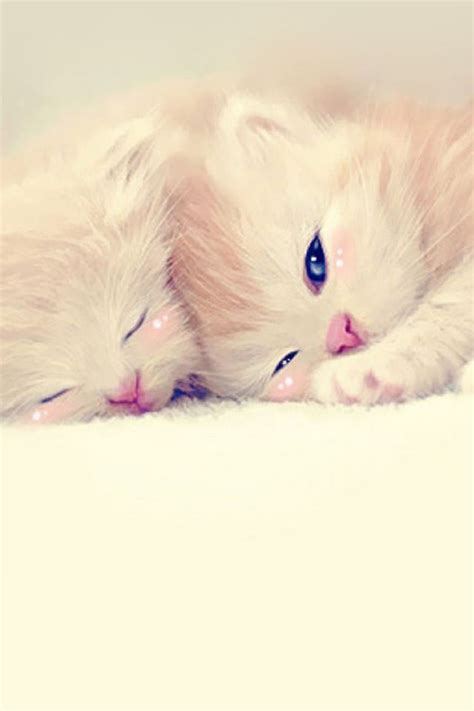 Sleeping Cute Kittens Lockscreen Iphone 4s Wallpaper Download Iphone Wallpapers Ipad