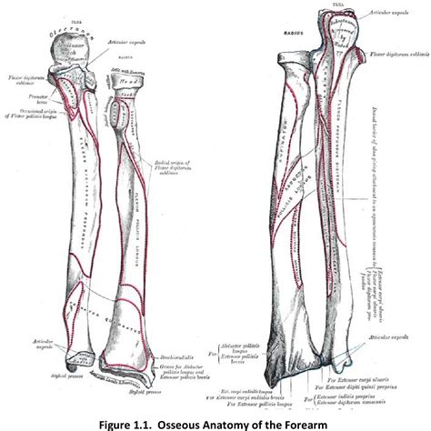 Distal Radioulnar Joint Biomechanics And Forearm Muscle Activity Semantic Scholar