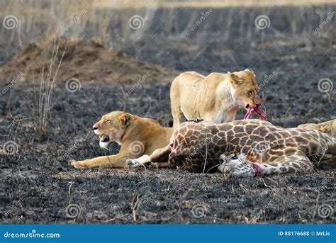 Lions Eating A Prey Serengeti National Park Tanzania Stock Photo