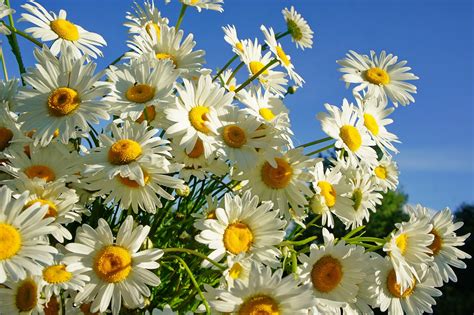 Field Of Daisies Pictures Hd Desktop Wallpapers 4k Hd Kulturaupice