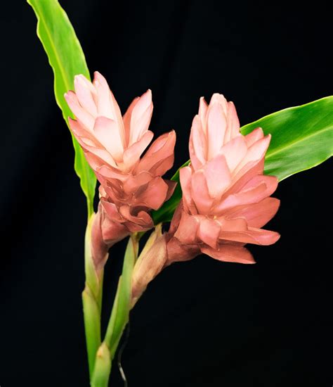 Pink Ginger Gecko Farms Hawaii Leis And Fresh Tropical Flowers