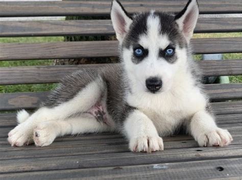 Siberian Husky Puppy For Sale Dogs For Sale Price