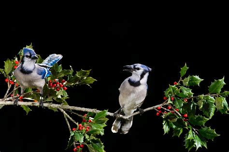 Fotos Gratis Rama Pájaro Fauna Silvestre Pico Arrendajo Azul