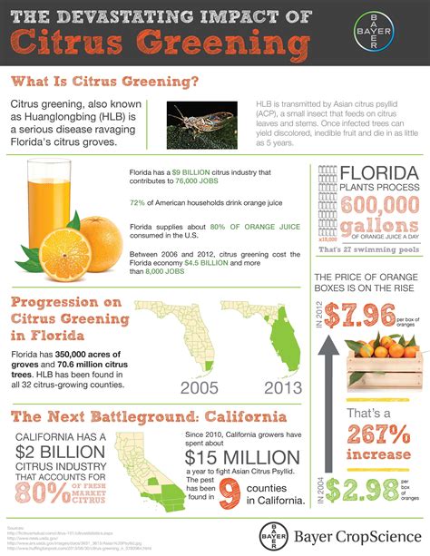 The Devastating Impact Of Citrus Greening Citrus Greening Florida