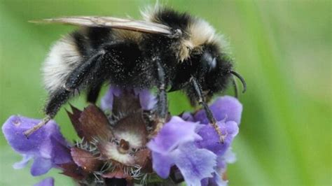 Extinct Short Haired Bumblebees Return To Britain Cbc News