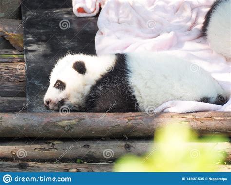 Baby Giant Panda Sleeping Stock Image Image Of Sleep 142461535