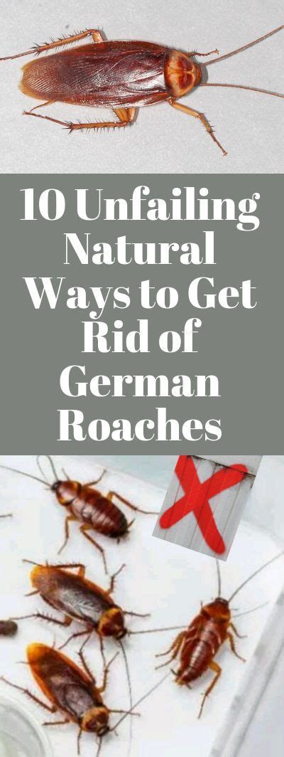 It's really tough to spray in there. 10 Unfailing Natural Ways to Get Rid of German Roaches (Baby Cockroaches) Fast | Roach remedies ...