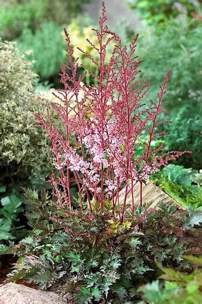 Astilbe Delft Lace Photo Courtesy Of Bailey Nurseries Knechts