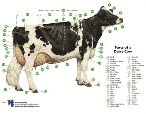 North Dakota 4 H Livestock Showmanship Guide Ndsu Agriculture