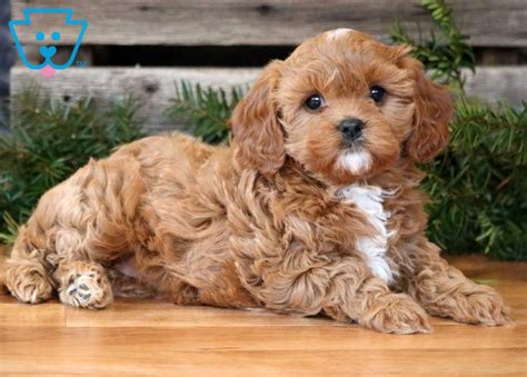 With their breeder, waiting for you! Maggie | Cavapoo Puppy For Sale | Keystone Puppies