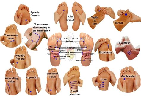 Reflexology Digestive System 16 Reflexes To Strengthen Digestion