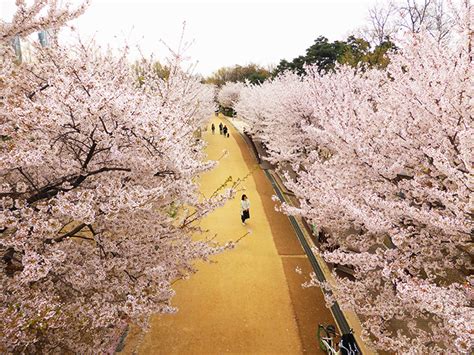 Where Can I See Cherry Blossoms In Seoul