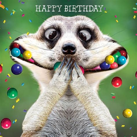 Happy Birthday Animal Graphics Bing Images