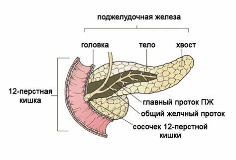 Лечение поджелудочной железы диеты Липоматоз поджелудочной железы: симптомы, лечение и диета Липоматоз поджелудочной железы: симптомы, лечение и диета Лечение поджелудочной железы диеты