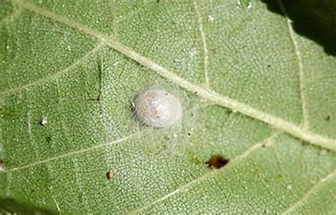 Green Lacewings Beneficial Predators For Both Small And Large Scale