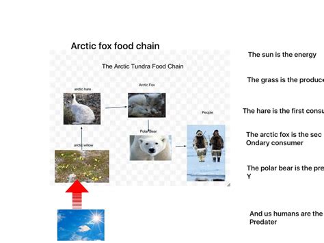 Arctic Fox Food Chain Science Showme
