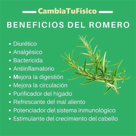 Beneficios Del Romero CambiaTuFisico Blog