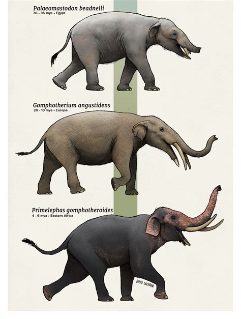 Evolution Series A Parade Of Elephantselephants Are Part Of A Very