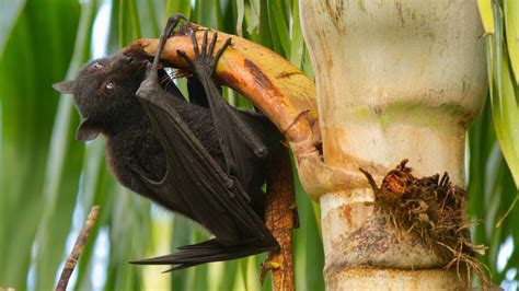 Singapore Conference Explored Global Threat Of Nipah Virus Duke Today