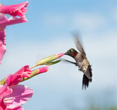 Hummingbird Feeding On A Pink Gladiolus Flower Stock Photo Image Of