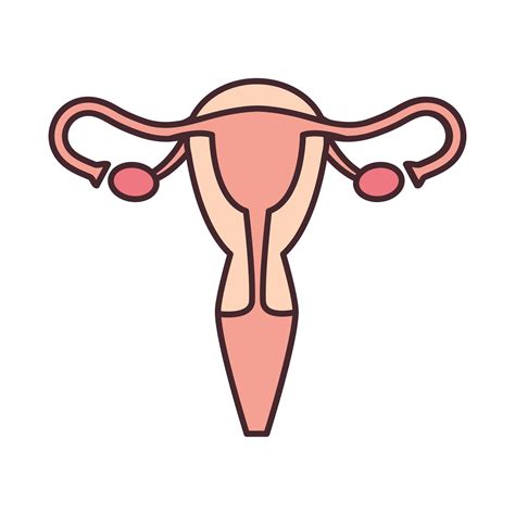 Artistic Style Female Reproductive System Vector Illustration