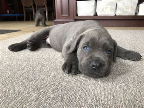 Offering an outstanding selection of akc and designer puppies for sale on long island. Cane Corso Puppies For Sale | Long Island, NY #311822