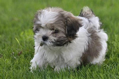 Our havanese puppies are bred for conformation, temperament, breed type, and health. #havanese | Havanese dogs, Havanese puppies, Havanese