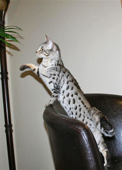 First choice savannahs have been breeding savannah cats for 10 years, f1 savannahs, servals, cat and kitten for sale, we were located in quebec f3 males (16% serval) are often still considerably larger than a regular domestic house cat. F3 Savannah Cat Price & Pics | F3 Serval Queen | Savannah ...