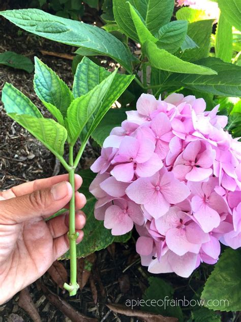 Transplanting Hydrangeas When Where And How To Successfully 042023