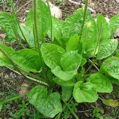 Broadleaf Plantain Heirloom Seeds Non Gmo For Planting Etsy