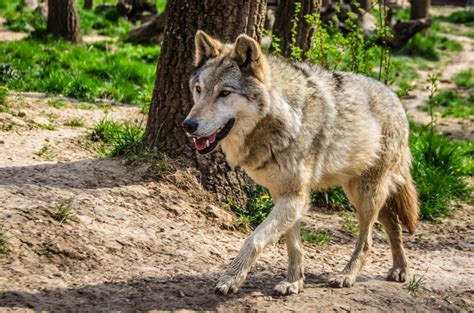 With No Humans In Radioactive Chernobyl Wolves Are In Charge