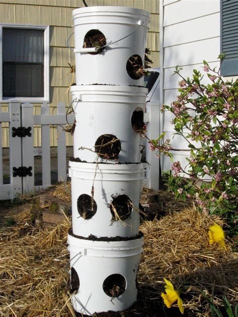 Vertical Strawberry Planter Learn About Planting In