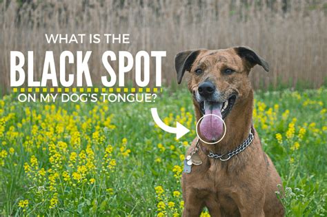 Black Spot On Dog Tongue