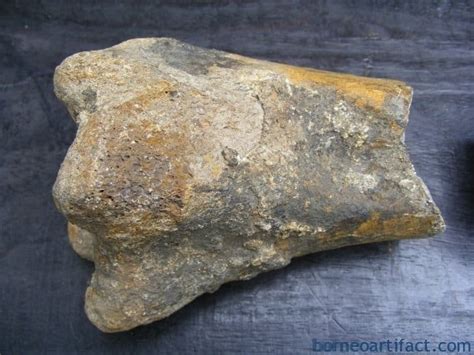 fossil ancient mega size bone stegodon  dinosaur fossils relic