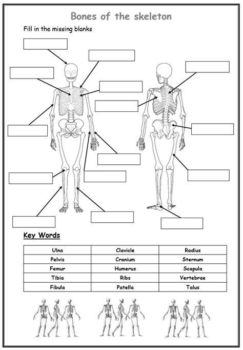 Human Skeleton Diagram Front And Back