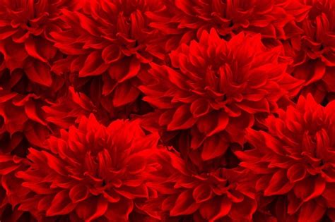 Red Flower Background Images Free Download On Freepik