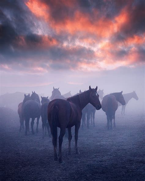 Mystical Sunset And Wild Mustang Horses In The Erciyes Mountain