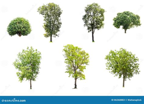 Collection Of Trees Isolated Stock Image Image Of Group Flora 86368883