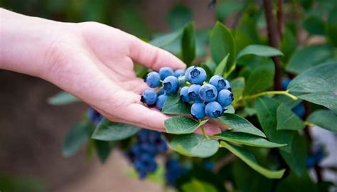 Grow Blueberries Indoors Like A Pro With This Guide