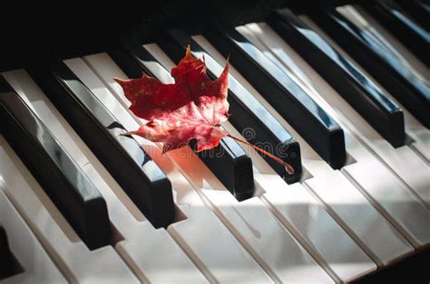 Red Maple Leaf Lays On The Piano Keyboard On A Sunny Day Stock Image