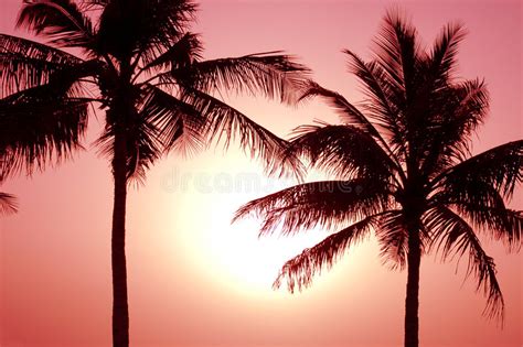 67255 Red Sunset Tropical Photos Free And Royalty Free Stock Photos
