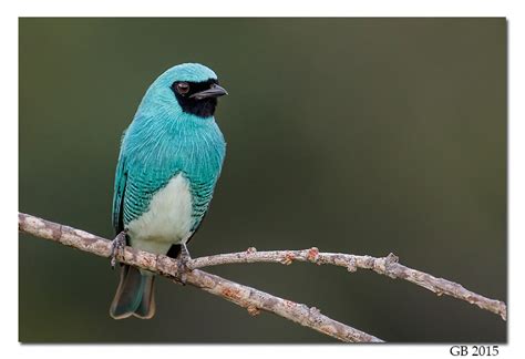 Swallow Tanager