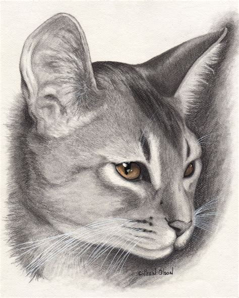 So let's start learning how to draw animals in the marine world with this easy. Beautiful Abyssinian Cat Drawing | Abyssinian cats, Animal drawings, Cat drawing