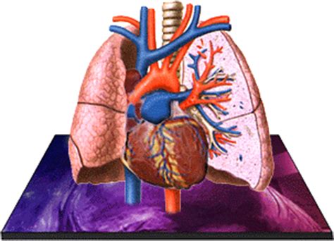 Cuaca yang tidak menentu membuat daya tahan tubuh menurun. maswafi.blogspot.com: DAYA TAHAN KARDIOVASKULAR