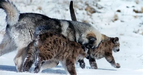 What Eats Wolves Ultimate List Of Wolf Predators 6 Examples
