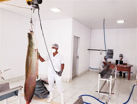 Povo Paumari Do Sul Do Amazonas Realiza A Oitava Pesca Manejada Do