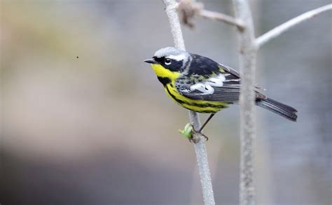 The Spring Bird Migration Parks Blog