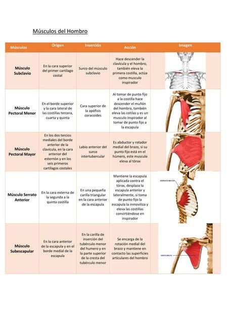 Cuadro Musculos Del Miembro Superior Valeria Llanos Camacho UDocz
