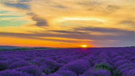 Sunset Over Lavender Field Free Stock Video Mixkit