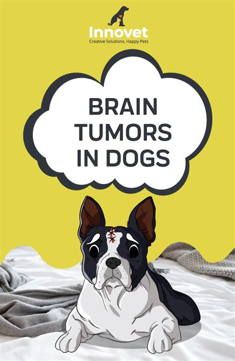 Following treatment, many cats survive for a considerable period. Brain Tumors in Dogs | Brain tumor, Dog brain, Pet brain